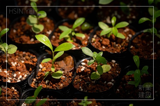 ＃臺(tái)灣山林復(fù)育協(xié)會(huì)，目的是推動(dòng)本土的生態(tài)教育，進(jìn)行自然棲地的保護(hù)，在地種源的復(fù)育，9月秋旬之日，新業(yè)攜手各部同仁，益起為大肚山的森林當(dāng)起生態(tài)志工。