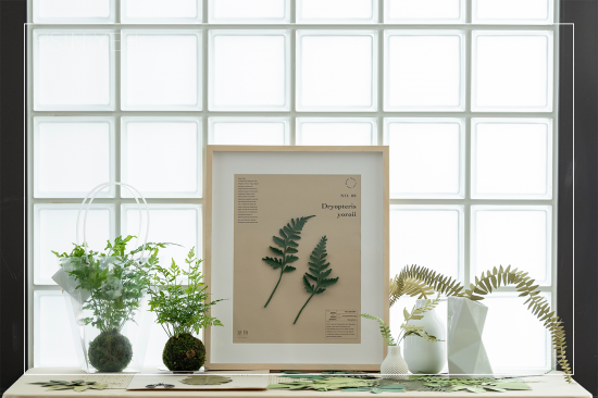 植物成紙後，經(jīng)過雙手溫度的切剪，再次以植物的型態(tài)存在於生活中，裱入框畫、插進花瓶，擬真的紙蕨，永恆如生，恣意地妝點日常。