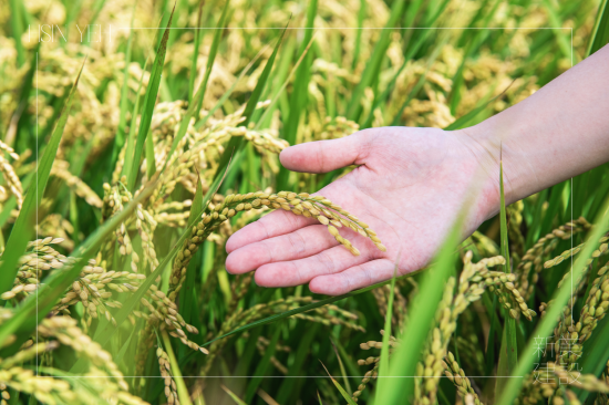 契作認(rèn)養(yǎng)15載，霧峰小農(nóng)對(duì)於自然農(nóng)法無農(nóng)藥、無化肥的堅(jiān)持，新業(yè)守護(hù)這份對(duì)土地的溫柔心意，讓善與美在這片大地持續(xù)傳遞。