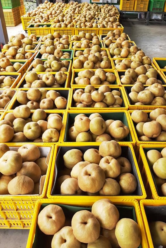 堆成一籃又一籃的小山，等待裝箱配送的梨子們。
