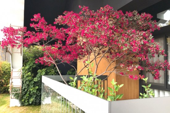 森鄰有樹(shù)初長(zhǎng)成，春神來(lái)訪大塊森鄰，在陽(yáng)臺(tái)邊為紅花繼木抹上胭脂，是一幅藏不了的自然美景。