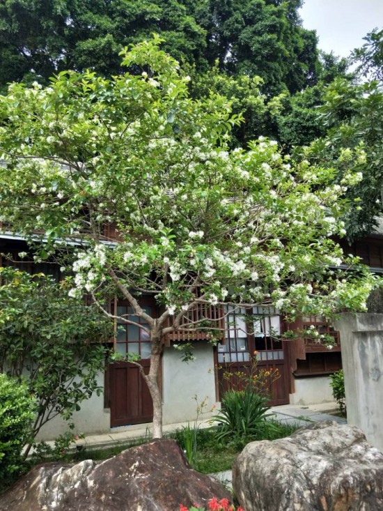 流蘇是否因懷念著誰而白了頭？文學(xué)館的一景，正盼著誰歸來？