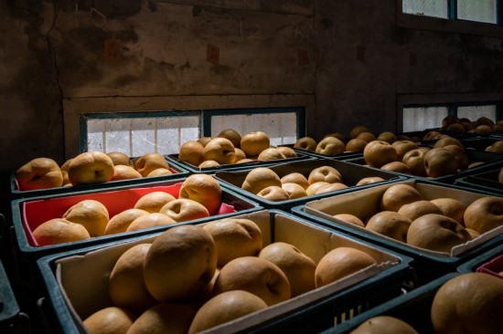 一箱箱等待包裝的梨子，靜靜的享受陽光的餘韻，像是為她的旅行稍作休息，整裝待發(fā)。