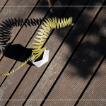 陽光灑下，將紙蕨上分明的葉片照映在地面上，光影交織，變幻移動，感受光影下的美麗。