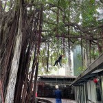 幫樹修剪也需要「望、聞、問、切」，確認好受傷枝葉的樹幹，全副武裝攀上枝頭。