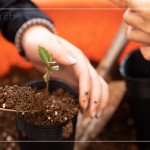 臺(tái)灣每個(gè)區(qū)域潛在森林的樹(shù)種超過(guò)百種，各地的樹(shù)種又不近相同，因此把『樹(shù)苗培育』做好，森林復(fù)育就有機(jī)會(huì)真正依循『生態(tài)』的方式來(lái)『生生不息』。