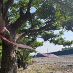 以紅色緞帶為記，牽起與新業(yè)的緣分，等待時機，在新的落腳處延續(xù)自然與人的美好記憶。