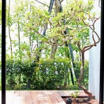 看一棵樹在地板上描繪出自己影子的輪廓，也捕獲四季生動而多變的表情。