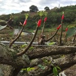 將開而未開的梨兒，是否像極了梨樹仰頭，謹以綠中帶白的嫩芽向天示好。