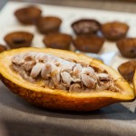 現(xiàn)場(chǎng)體驗(yàn)現(xiàn)剖可可果，裡頭新鮮的可可豆吃起來(lái)像山竹口感，帶有酸澀感，果肉厚實(shí)，是為開(kāi)啟巧克力製成重要的一把鑰匙。