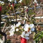 嫩芽綻出梨花後，梨花的任何動靜，蜜蜂總是先一步知道。忙著授花粉，提高梨兒結果率，小蜜蜂不愧是小農的好幫手！