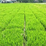 感謝大地之母賜與我們的食糧。