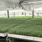 幼苗時期，給番茄最好的養(yǎng)育環(huán)境，以免受蟲擾溫室環(huán)境悉心呵護，為維持番茄的授果效率，夜晚也會啟動抽風機幫助降低溫度。