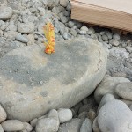 依循腦海中的畫面，選定原石後繫上記號，未來將成為社區(qū)內(nèi)的工藝亮點。