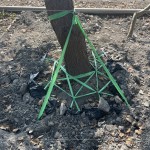 樹木的移植需經過繁複的作業(yè)程序加上時間等待，圖中正在進行第一階段「斷根」作業(yè)。