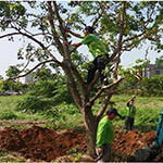 平衡修剪的重要性，提高植栽的存活率