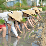 於契作認(rèn)養(yǎng)的霧峰田間，同仁們親身下田體驗插秧盛事，感受來自大地的生命力！