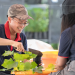 當(dāng)天換盆樹種之一的山芙蓉，又稱三醉芙蓉，需要強(qiáng)日照，且耐旱，在開花後的一天之中，會(huì)有三種顏色變化，像是表情善變的美人。