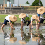 新業(yè)以實(shí)際行動(dòng)參與農(nóng)作，雙腳踏在柔軟的田裡，彎著腰將一株株秧苗種下，手把青秧插滿田，感恩腳下每一寸土地，步步講究、守候與疼惜。