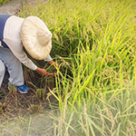 臺農71號香米， 有著淡淡的芋頭香氣的品種