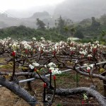 山漫著層層薄霧，山丘上點點白花悄然盛放，近看可細賞花蕊，遠觀則儼然山頭被雪染白。