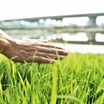 親自下田走一遭，親手拂過稻苗或稻穗，方知農(nóng)民在田野間一切的親力親為，是來自對(duì)上天的敬虔與懇切。