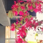 春天來(lái)了很有感，紅花繼木盡情綻放纖細(xì)的瓣兒，它的花語(yǔ)是「幸福與相伴一生」，大塊森鄰將祝福寄予此樹(shù)，願(yuàn)往後歲月靜好，讓日常沉澱出摯美與安好。