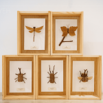 Amo老師因兒子的無心插柳，創(chuàng)造出別無以往的新穎手作課，至今的作品高達30多種，件件作品猶如工藝品般細(xì)緻完美。