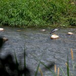 實(shí)際走覽筏子溪，環(huán)境絕對會是我們最棒的老師。及時(shí)將垃圾排除於他們的棲息處，也可以減少小動物們因廢棄物受傷的機(jī)會。