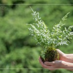 伴手禮—銀脈鳳尾蕨苔球，翠綠透徹，銀白色的葉脈如羽毛般，光線下隱隱散發(fā)銀白光芒，就像成片雪花，靜靜落在葉面上。