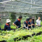 將採(cǎi)集到的種子，放置種子萌發(fā)室，換盆作業(yè)即是協(xié)助將種子萌發(fā)後的幼苗進(jìn)行分株換盆，有自己的家繼續(xù)茁壯長(zhǎng)大。