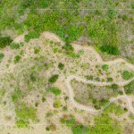 大肚山於早期時(shí)，被廣泛種植大黍草，以作為馬匹的糧草，在乾季的壓力下會大量枯萎，容易引起大火，進(jìn)而影響原生植物的生存。