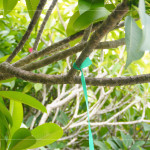 選定每棵樹種後，在樹幹繫上束帶做為紀錄，堅持尋樹的意念，維護樹的理念，保持愛樹的初衷。