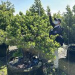 測量每棵樹的樹高及腰圍，細看樹形與葉片的茂盛程度，檢視樹種的生長狀態(tài)，選擇能與建築共老，與生活並行的風景。