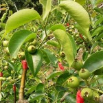 隨著時間過去，雪白而輕巧的梨花退了場，轉換為一顆顆沉甸甸的果實。