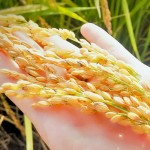 黃澄澄的臺(tái)農(nóng)71號(hào)稻子，散發(fā)出淡淡的芋頭香氣。