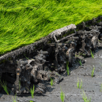 每一株都是農(nóng)民們辛苦的付出，散發(fā)著土壤、秧苗、陽(yáng)光交織的香味。