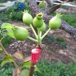 這是否看起來有點像「矮肥短」版的豬籠草呢？其實人家是還在幼兒的小水梨啦！跟食肉性植物不同，水梨不必等別人落入陷阱，而是奮力讓自己的料變得更飽滿充實，更具有可看性。