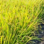 稻穗因飽滿而謙卑自己，建築也當(dāng)講究自己、禮遇他人。虛心務(wù)農(nóng)知天命，新業(yè)無違建築本心。