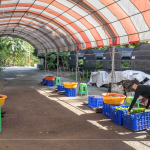 一棵樹苗必須從一顆種子播種開始，由志工們從母樹採集種子，播種發(fā)芽後，進(jìn)行種子苗換盆作業(yè)，採各組分工，介質(zhì)裝盆、小苗固定、標(biāo)籤樹種、灑水等。