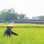 支持霧峰在地三代小農(nóng)，友善耕作，堅(jiān)持品質(zhì)，嚴(yán)選品種，保留大地最純粹的溫柔。