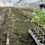 一株株的番茄幼苗，正一排一排在旁候著，等待在此地生根勃發(fā)。幸得嘉南平原日夜溫差大的條件，相信這一批玉女番茄將長得又快又好！