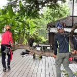 修剪工程不疾不徐的進行，也讓大榕樹底下的日式建築，避免隨時有枝幹掉落的風險，榕樹的成長也更能安心茁壯。
