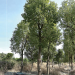 『樟樹』是常見的百年老樹，抗害力強、樹形挺拔優(yōu)美，是人行道與社區(qū)綠蔭中，象徵穩(wěn)定與長久的歲月風景。