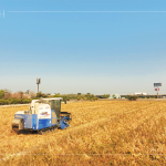 放眼望去猶如金黃稻浪，結(jié)綴累累的稻穗是農(nóng)民們辛勤付出的最美風(fēng)景。