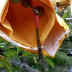 梨的養(yǎng)育與孩子的教育相當，在幼果期，梨子還沒有能力承擔外在風吹雨打，就需要一層保護避開農藥及任何汙染物，也因此，農民阿君每年收成的水梨送交農試所檢驗，報告都是農藥零檢出，連皮帶果肉都可放心吃！