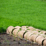 一捲捲的秧苗捲，為了方便搬運(yùn)不壓壞秧苗，層層疊疊，也方便後續(xù)秧苗機(jī)的使用。