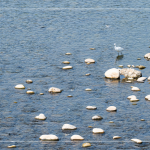 筏子溪，蘊含著無數(shù)個小生命，牠們的家園，需要你我共同維護，一起守護河川；守護海洋；守護地球。