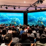 洋流裡飛翔的綠蠵龜，在小琉球藍(lán)色的光影下張大翅膀恣意翱翔，穿梭於島礁之間，展現(xiàn)海龜?shù)纳Γ约捌渌S富多樣的海底生態(tài)畫面。