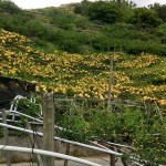 如果說梨花海是低調安靜，那麼梨子套袋後滿山滿谷黃澄澄的畫面，看起來則如質樸中帶點不容忽視的貴氣性格。